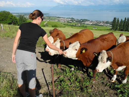 Robin Feeding the Swiss Cows