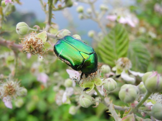 Beetle in the hills above Corniglia