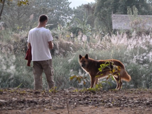 Pierre and a happy dog at the Elephant Nature Park