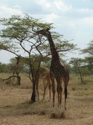 Graceful giraffes, the symbol of Tanzania.