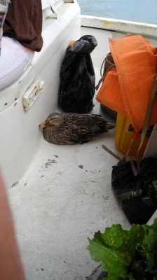Poor duckie, on board the boat.