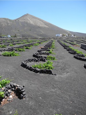 Typical Lanzarote vineyard