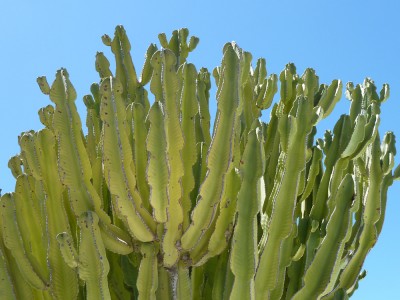 Cactus on Lanzarote