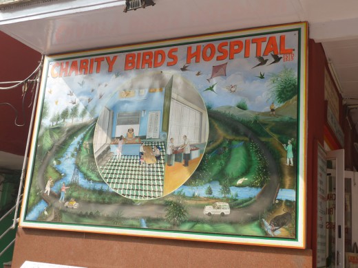 The Bird Hospital at a Jain temple in Delhi