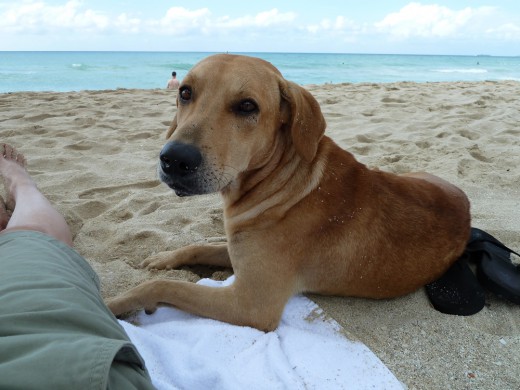Not the dog who tripped me. This one was my beach buddy.