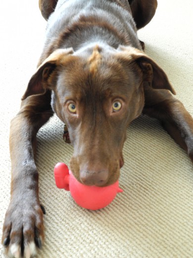 Bruno and his squeaky devil.