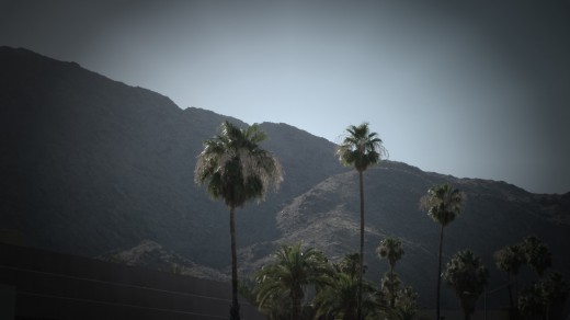 Palm Springs palms.